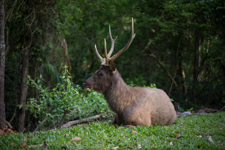 Stock Photo - Deer sitting on a grassの写真素材