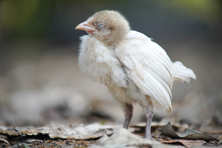 Stock Photo - Portrait a little chick some restの写真素材