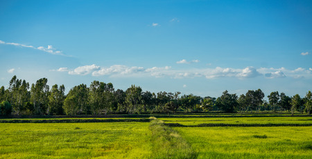 Stock Photo - Landscape green rice field and skyの写真素材