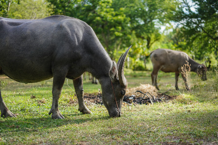 Stock Photo - Buffalo eating grass in corralの写真素材