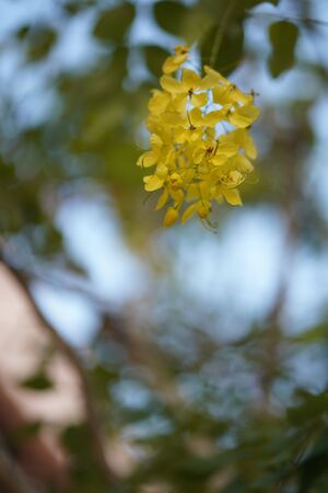 Stock Photo - Yellow flower background, blur flower background, Golder flower treeの写真素材