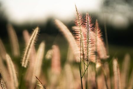 Stock Photo - Close up grass flowers selective focusの写真素材
