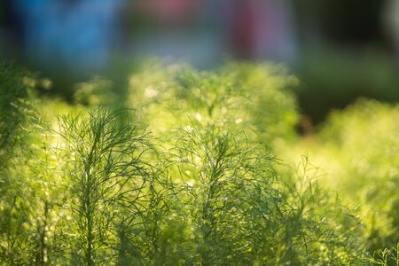 Stock Photo - Natural grass rim light in garden
