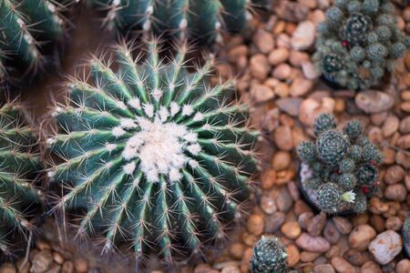 Stock Photo - A hedgehog cactus in gardenの写真素材