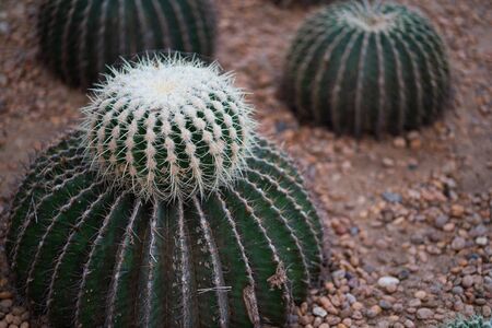 Stock Photo - A hedgehog cactus in gardenの写真素材