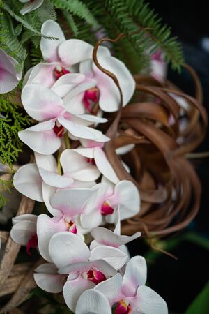 Stock Photo - Close up bouquet white moth orchids flowerの写真素材