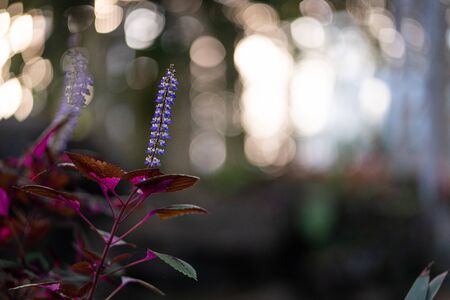 Stock Photo - Close up wildflower lupine blooming blur backgroundの写真素材