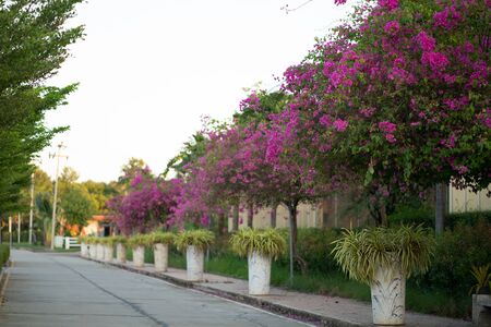 Stock Photo - Flower road into gardenの写真素材