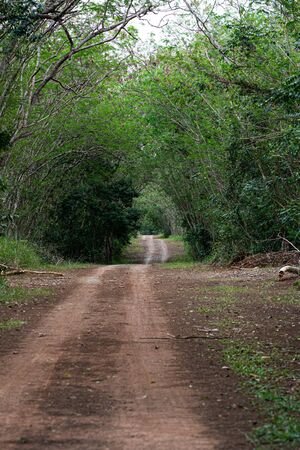 Country road tree tunnel looking for destinationの写真素材