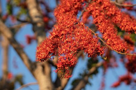 Blurred blooming red flower beautiful in nature, Monkey flower trees or Fire of Pakistan flowersの写真素材