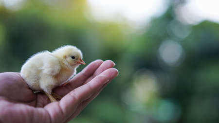 Yellow small chick in the  hands on a green bokeh background. Close up. Care about little animals, birds, nature savingの写真素材