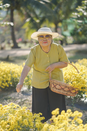 Old asian woman in a field with yellow flowers.の写真素材