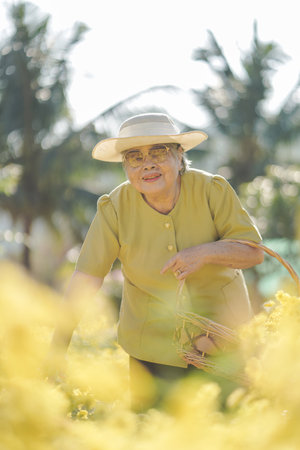 Old asian woman in a field with yellow flowers.の写真素材