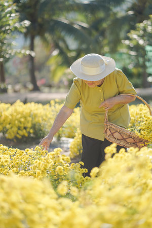 Old asian woman in a field with yellow flowers.の写真素材