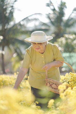 Old asian woman in a field with yellow flowers.の写真素材
