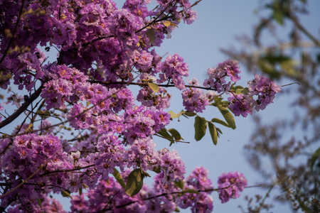 Flowers in the forest in Thailand Asia purple flowers in sunshine, thai bungor.の写真素材