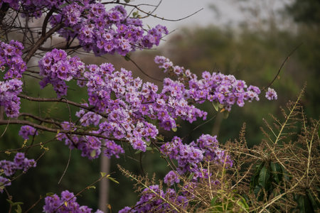 Flowers in the forest in Thailand Asia purple flowers in sunshine, thai bungor.の写真素材