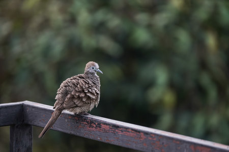 Bird on the balcony, Selective focus.の写真素材