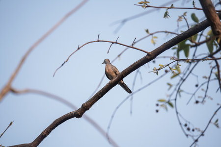 Cute bird, Beautiful bird. Close up on bird.の写真素材