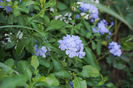 Plumbago auriculata, the cape leadwort, blue plumbago or Cape plumbago, is a species of flowering plant in the family Plumbaginaceae.の写真素材