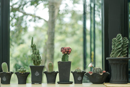 Cactus tree decorated in the house, A touch of the desert in a cozy home.の写真素材