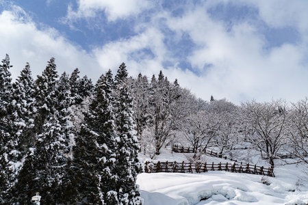 A serene winter landscape featuring evergreen pine trees and bare deciduous trees heavily blanketed in fresh snow, with a rustic wooden fence running along the hillside.の写真素材