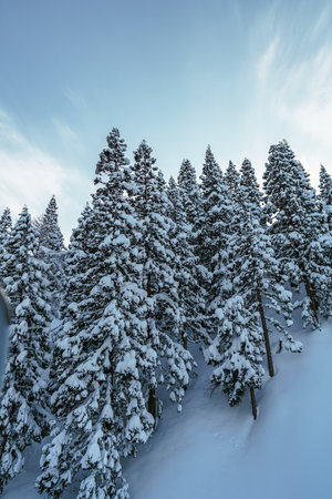A captivating vertical image of a dense evergreen forest on a snow-covered slope. The pine and spruce trees are heavily laden with white snow, standing tall against a pale, overcast sky, evoking a sense of deep winter tranquility and isolation.の写真素材