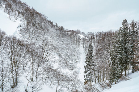 A quiet, atmospheric scene of a deep mountain valley forest blanketed in fresh snow on an overcast winter day. Bare deciduous trees and dark evergreen pines create a dense, textured wilderness landscape.の写真素材