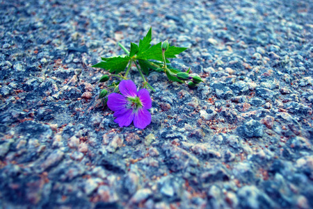 a little flower on the roadの写真素材