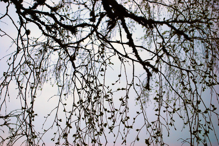 a tree with hanging branches outdoorの写真素材