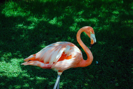 An orange bird on the lawnの写真素材