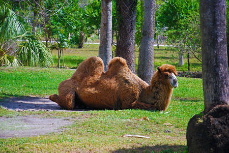 a camel resting in the sunの写真素材