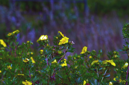 Wild flowers out in the wildの写真素材
