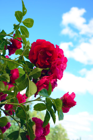 Rose bush in the garden in summerの写真素材