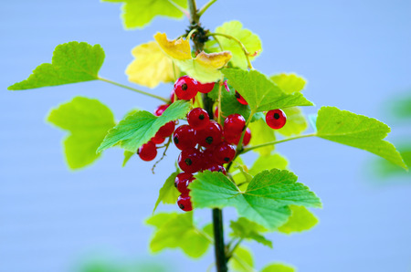 Red currant on a bushの写真素材