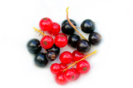 Red and black currant picked