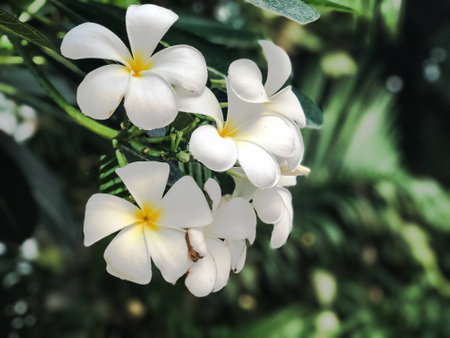 Plumeria flowers blossom