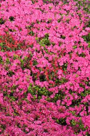 flowering azaleasの写真素材