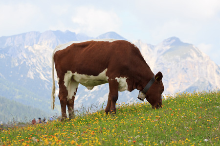 cow grazing in Prato Piazza - Val Pusteriaの写真素材