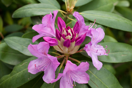 rhododendronの写真素材