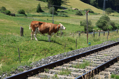 cow along the railway in Val Pusteriaの写真素材