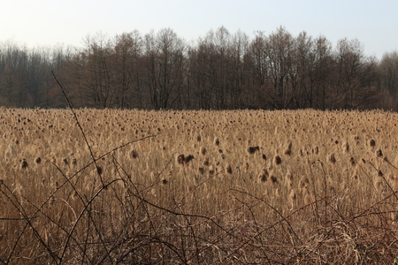 landscape of rural Lombardy near Comoの写真素材