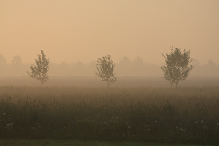 trees in the early morning fogの写真素材