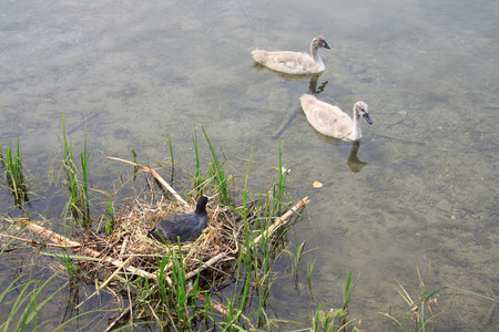 small black swan and coot in the nestの写真素材