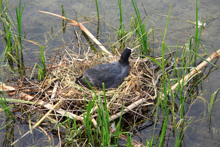 folaga nera nel nidoの写真素材