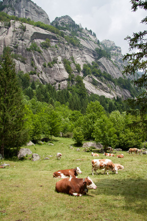 pastures in val di melloの写真素材