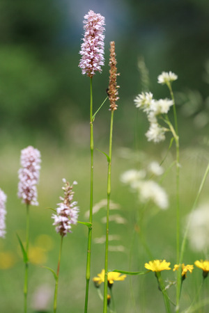 flowering in mountainの写真素材
