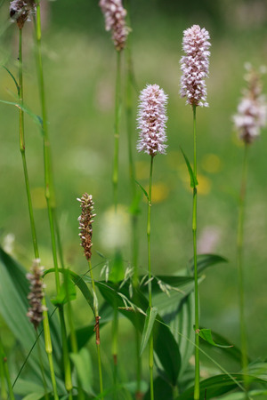 flowering in mountainの写真素材
