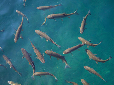 fish in the lake of Plitvice