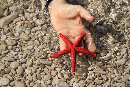 Red starfish  Echinaster sepositus の写真素材